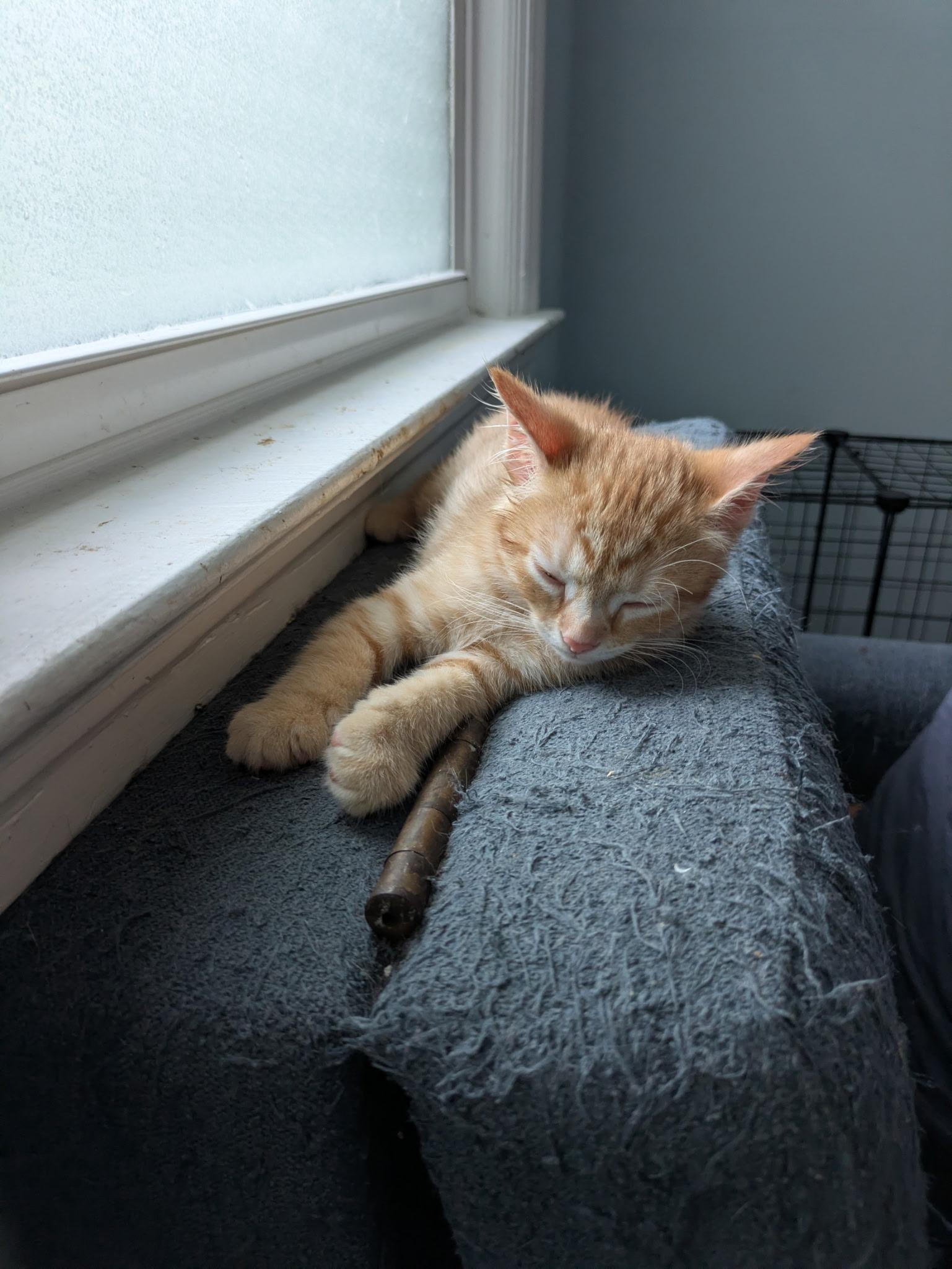 David, a Adoptable Domestic Short Hair in Columbus, OH image 6/6