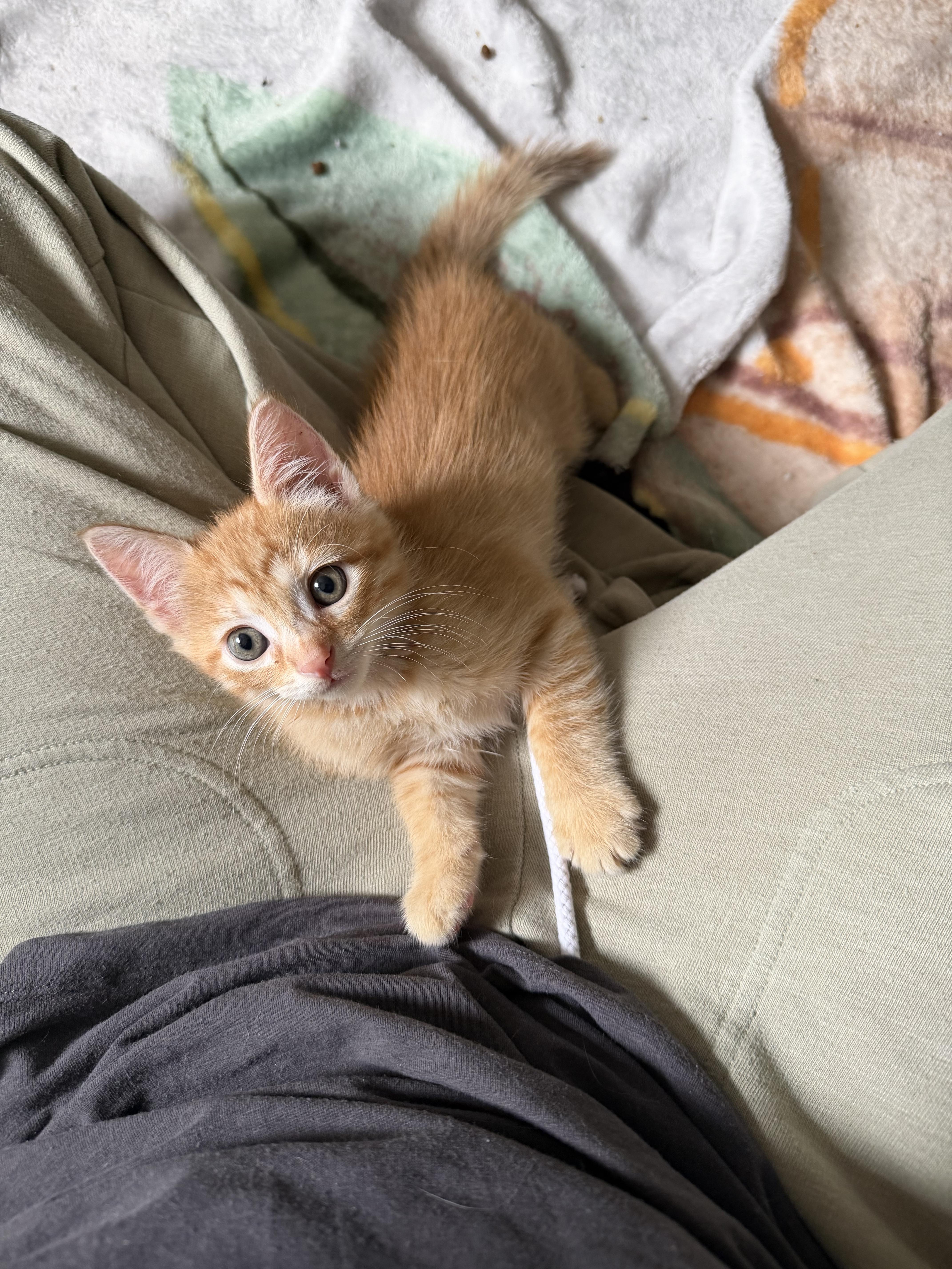 David, a Adoptable Domestic Short Hair in Columbus, OH image 2/6