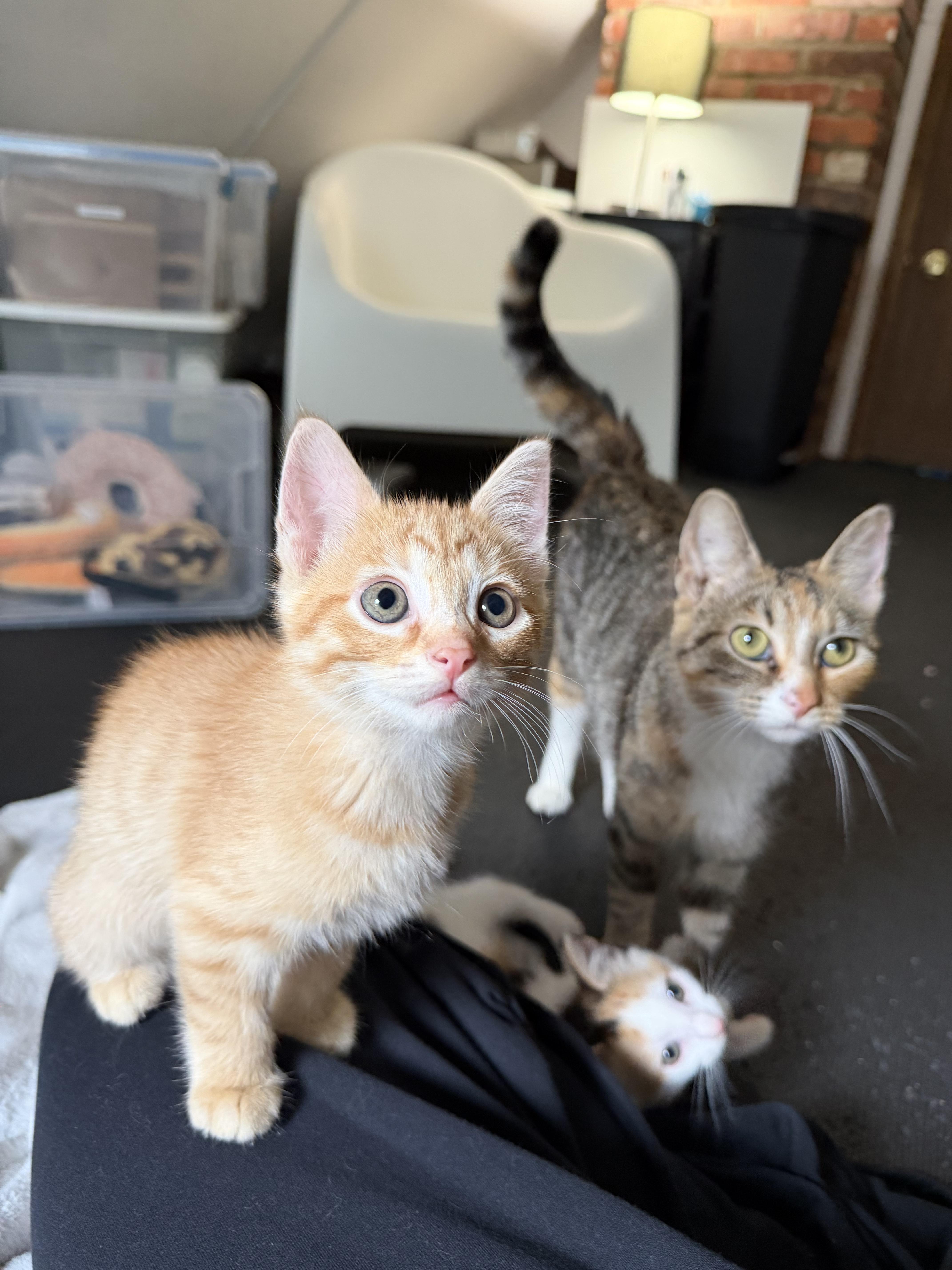 David, a Adoptable Domestic Short Hair in Columbus, OH image 3/6