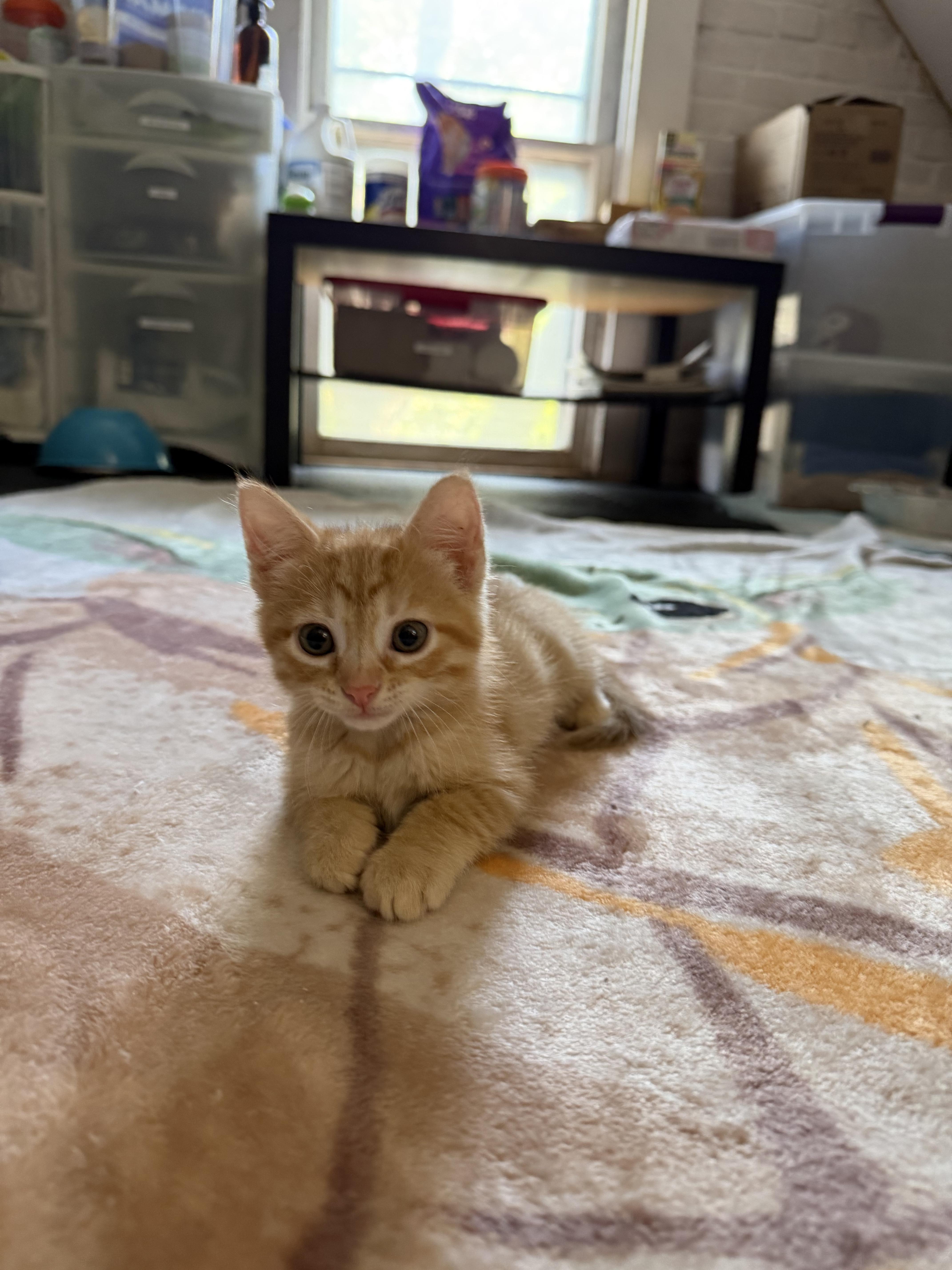 David, Adoptable, Kitten Male Domestic Short Hair.