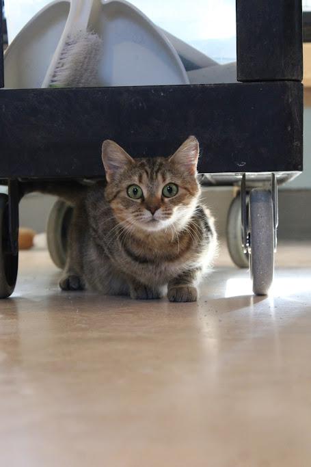 Heidi, a Adoptable Domestic Short Hair in Heathsville, VA image 1/3