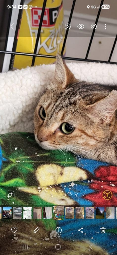 Heidi, a Adoptable Domestic Short Hair in Heathsville, VA image 2/3