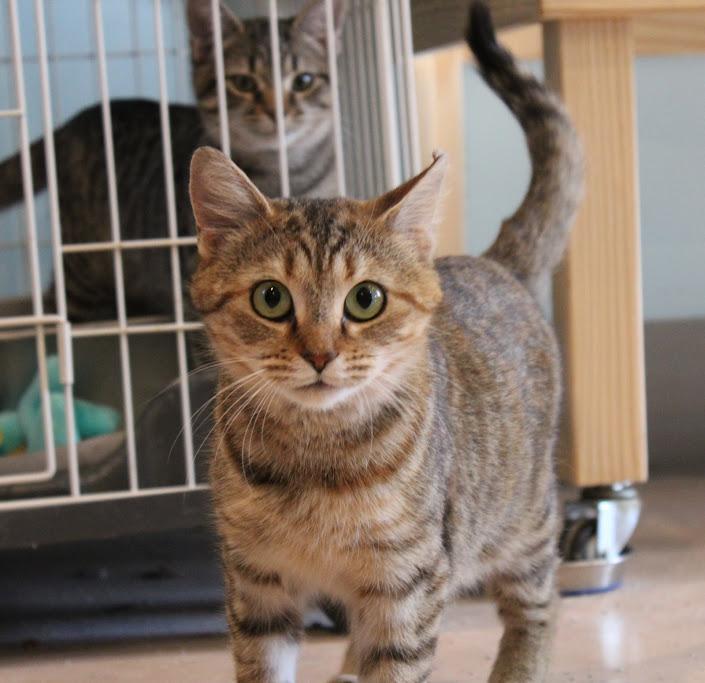 Heidi, a Adoptable Domestic Short Hair in Heathsville, VA image 3/3