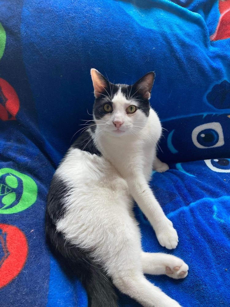 Enlarge Oreo, a Adopted Domestic Short Hair in Chicago, IL image 1/6