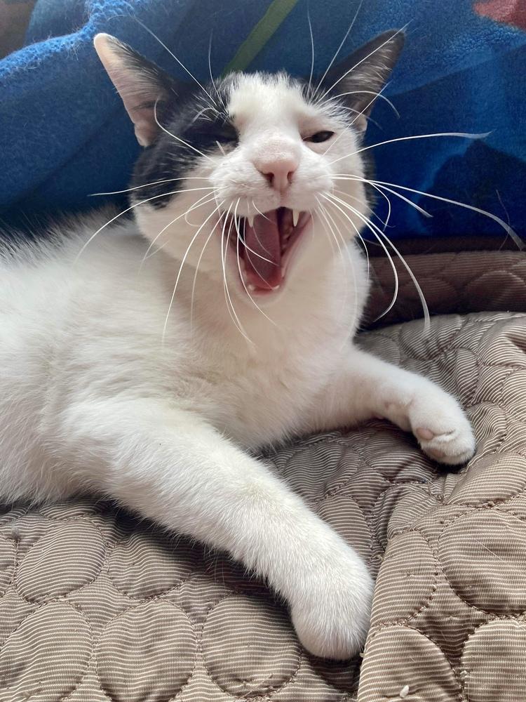 Enlarge Oreo, a Adopted Domestic Short Hair in Chicago, IL image 2/6