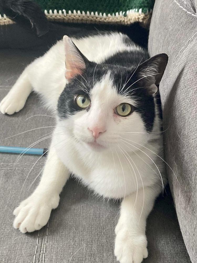 Enlarge Oreo, a Adopted Domestic Short Hair in Chicago, IL image 3/6