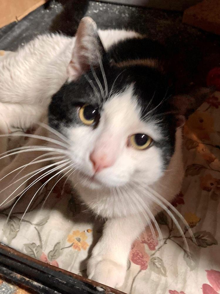 Enlarge Oreo, a Adopted Domestic Short Hair in Chicago, IL image 4/6