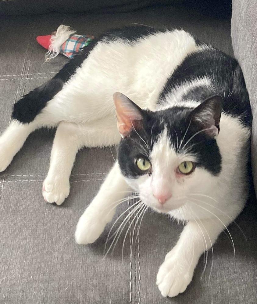 Oreo, Adopted, Adult Male Domestic Short Hair.