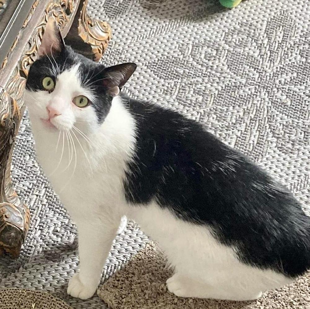 Oreo, Adopted, Adult Male Domestic Short Hair.