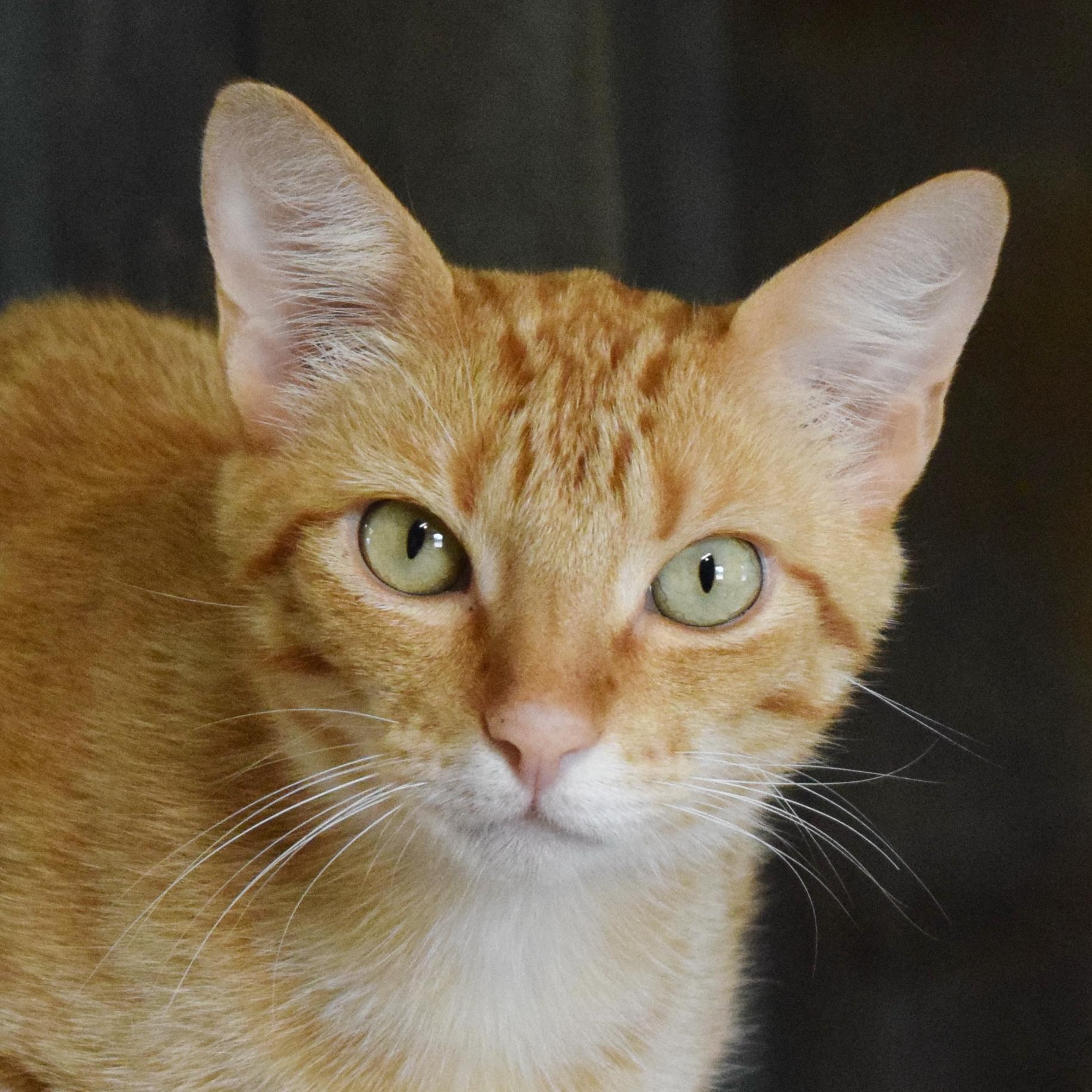 Oakland, adoptable, Adult Male Domestic Short Hair.