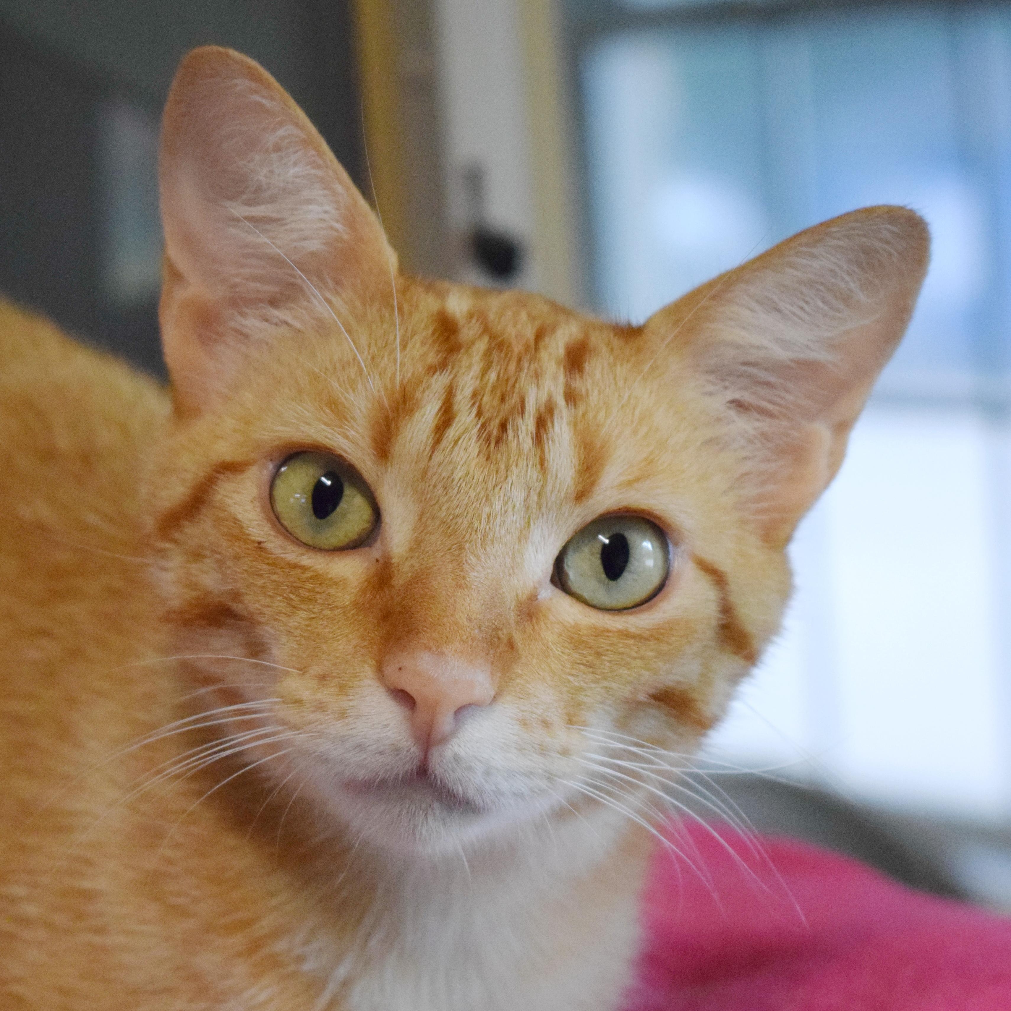 Oakland, an adoptable mixed breed in Bulverde, TX image 3/6
