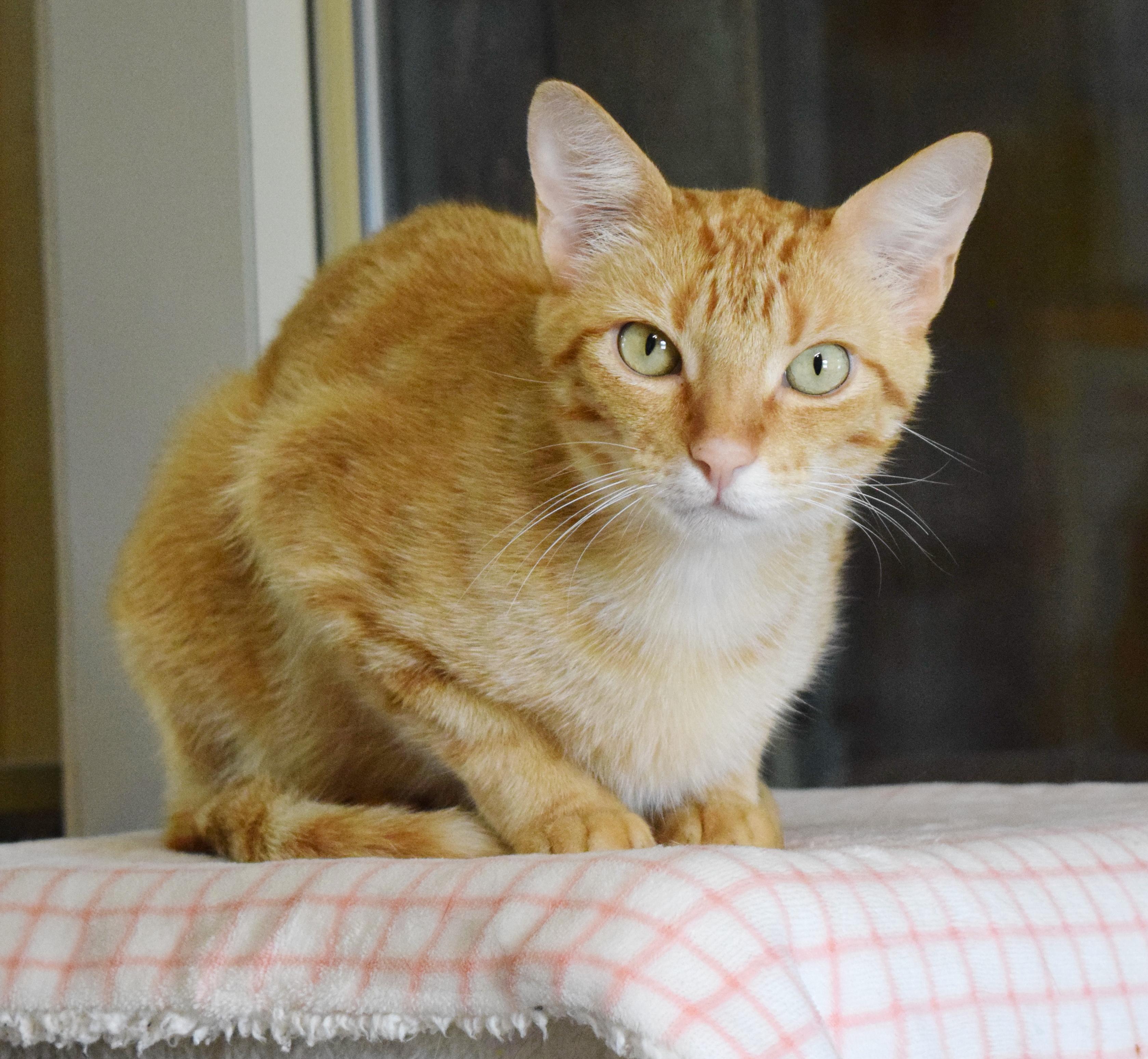 Oakland, an adoptable mixed breed in Bulverde, TX image 4/6