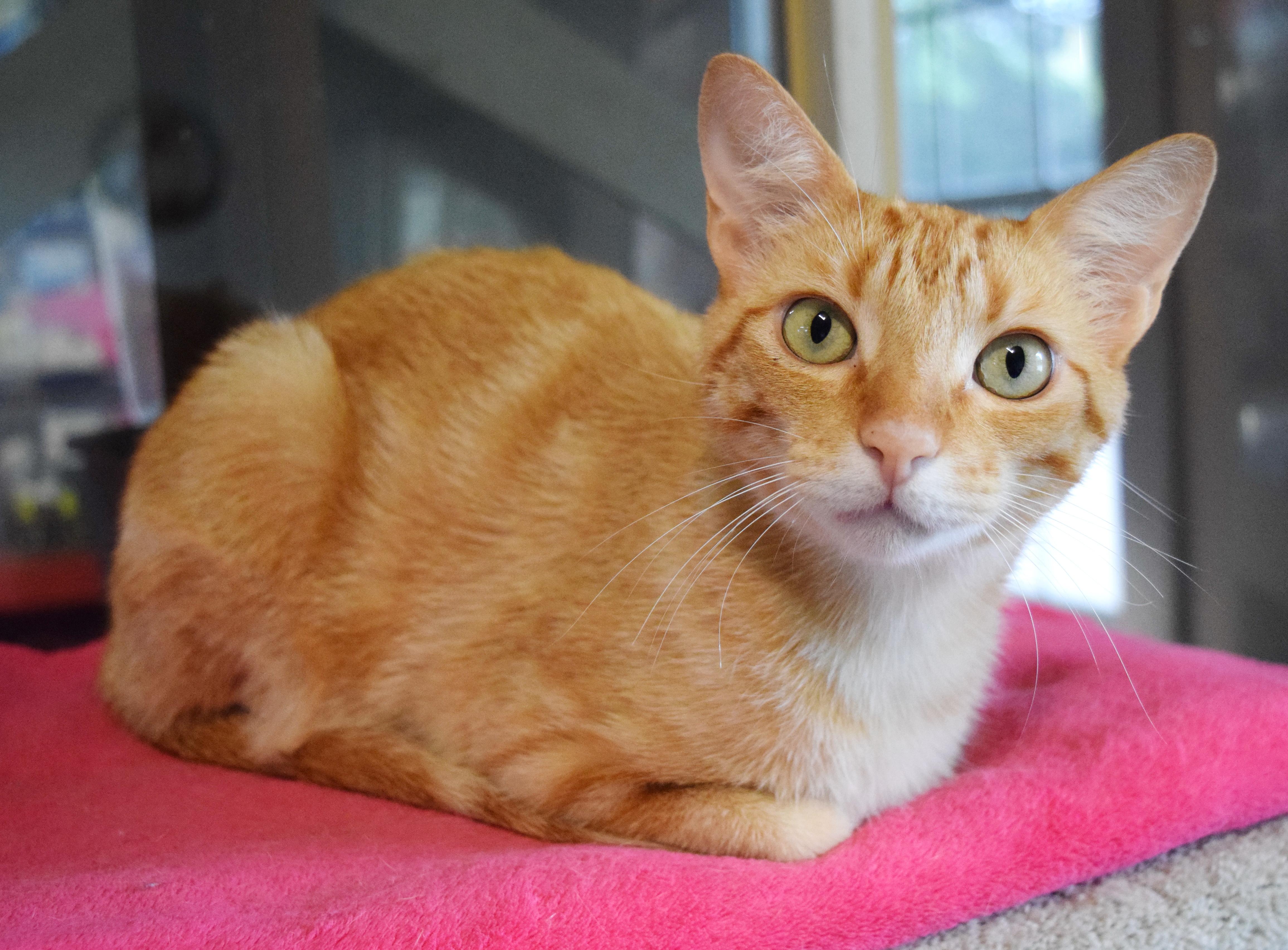 Oakland, an adoptable mixed breed in Bulverde, TX image 2/6