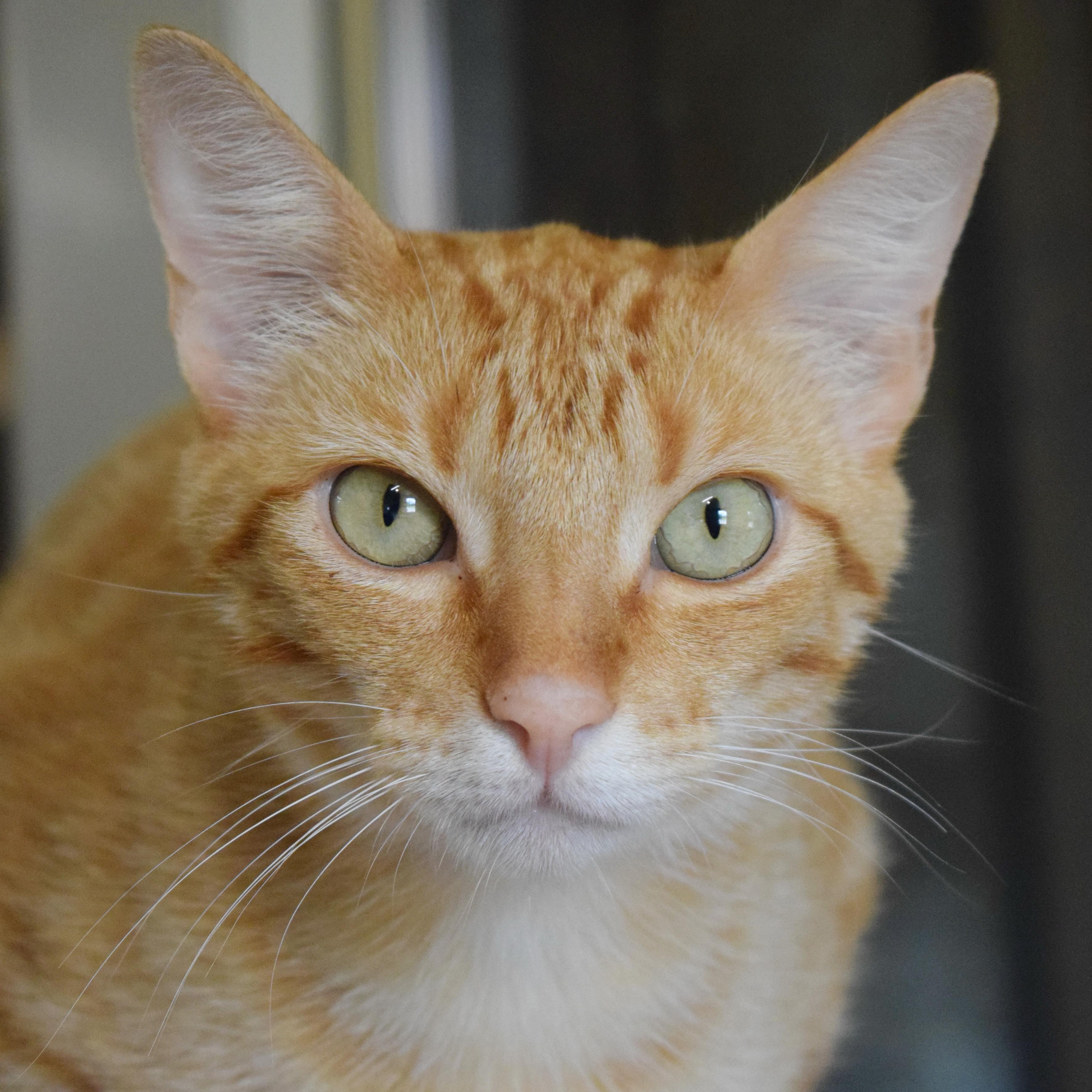 Oakland, an adoptable mixed breed in Bulverde, TX image 5/6