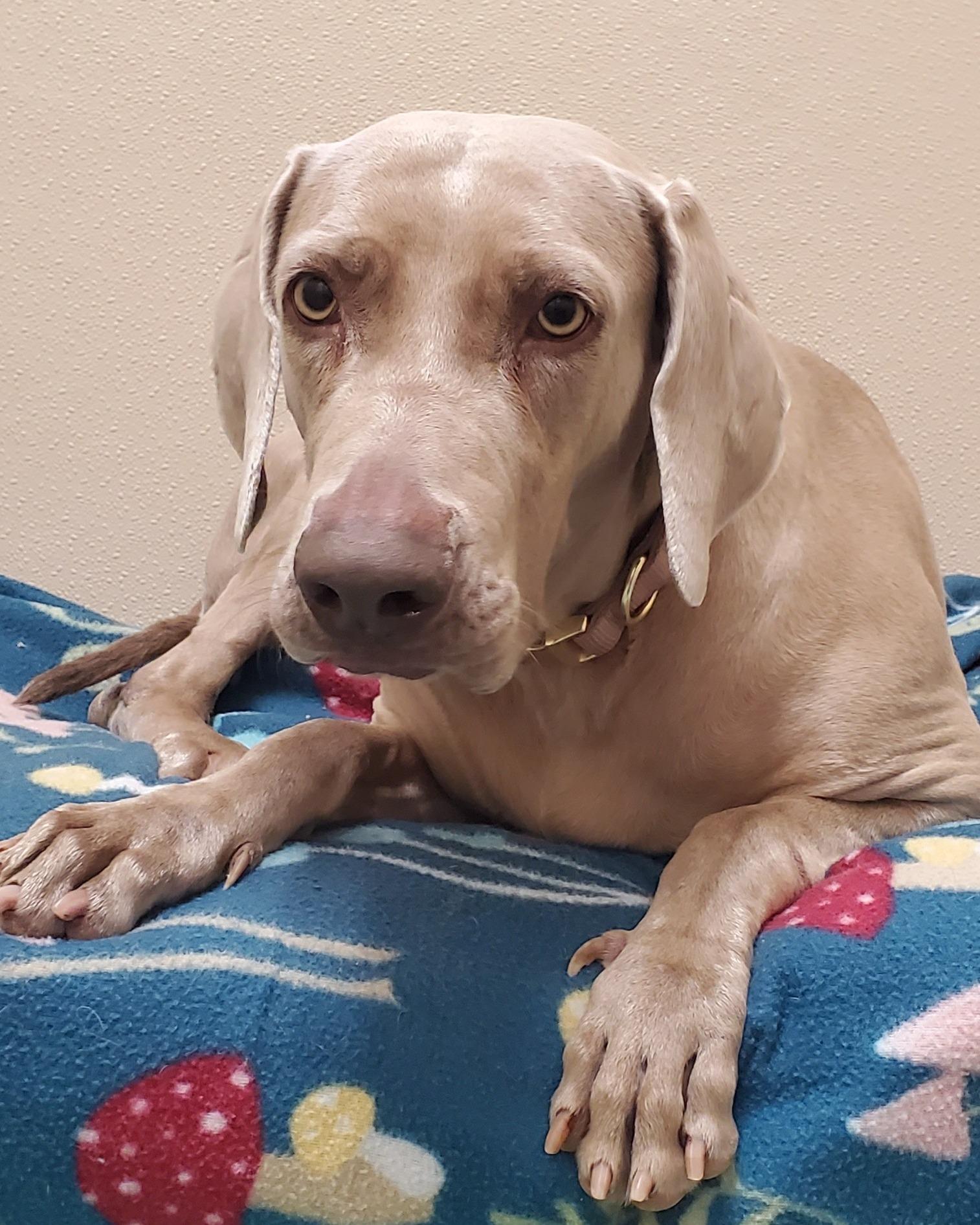 Enlarge Christi, a Adoptable Weimaraner in Birmingham, AL image 1/2