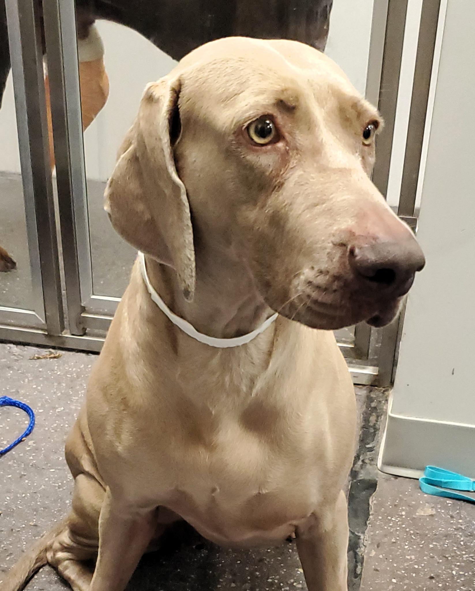 Enlarge Christi, a Adoptable Weimaraner in Birmingham, AL image 2/2
