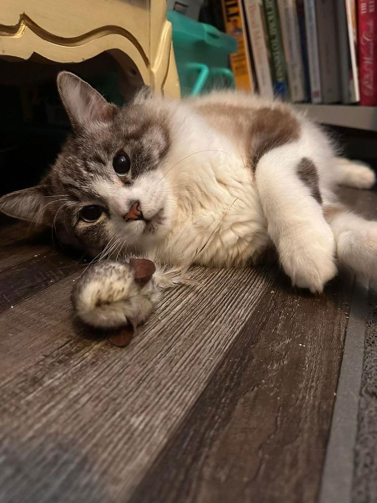 Cappuccino ( BC), Adoptable, Young Male Domestic Medium Hair & Siamese.