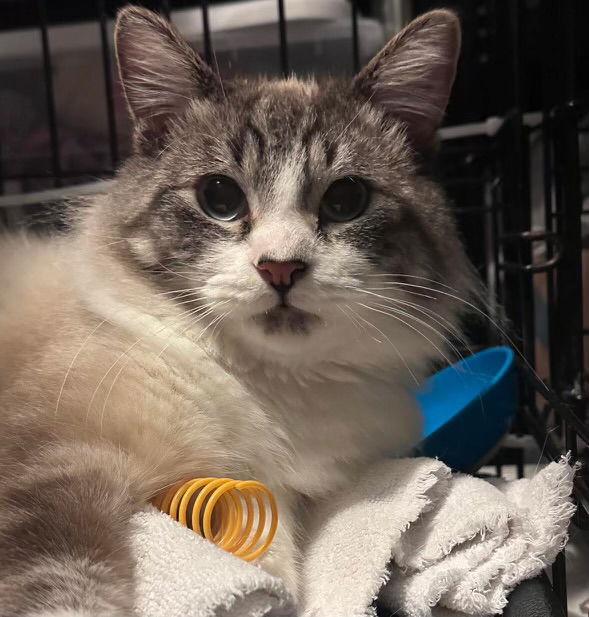 Enlarge Cappuccino ( BC), a Adoptable mixed breed in Vallejo, CA image 3/3