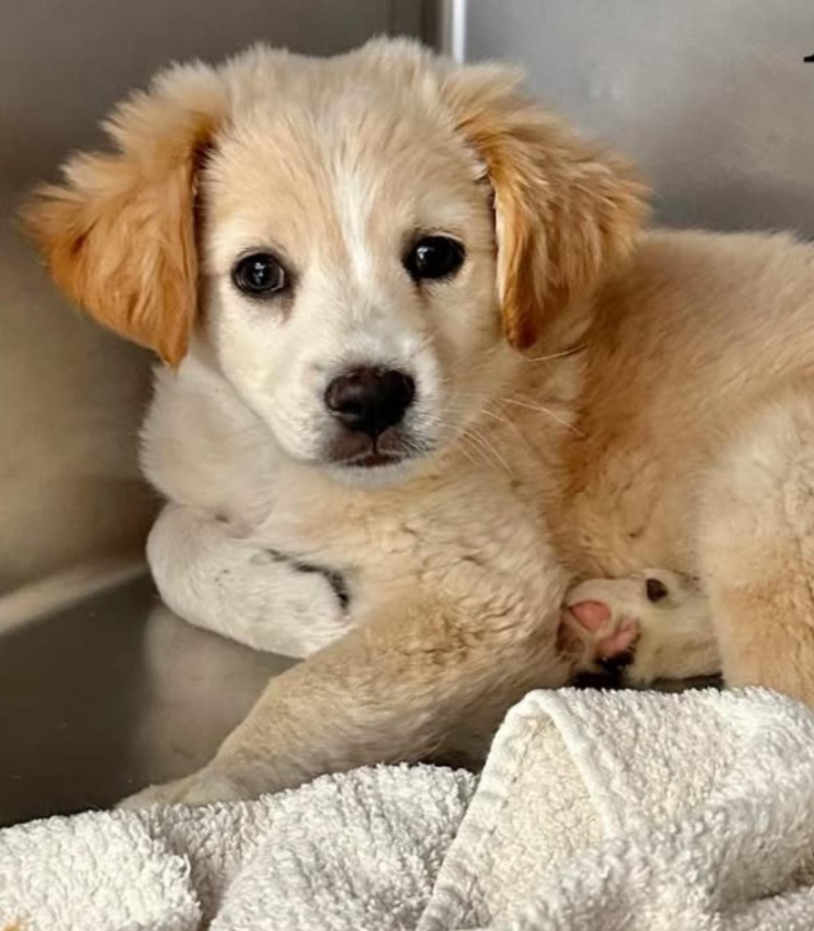Enlarge Hazel, an adopted mixed breed in Longmont, CO image 1/1