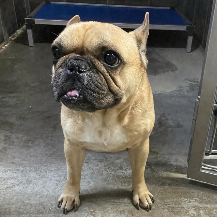 Igor, Adoptable, Adult Male French Bulldog.