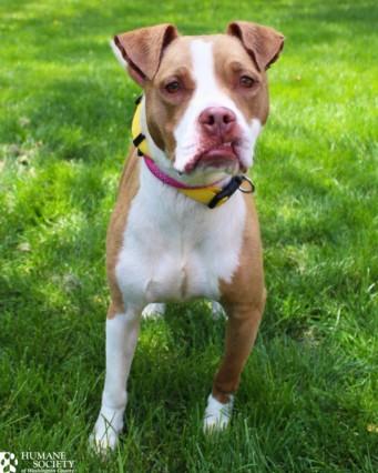 MAGGIE, Adoptable, Young Female Pit Bull Terrier.