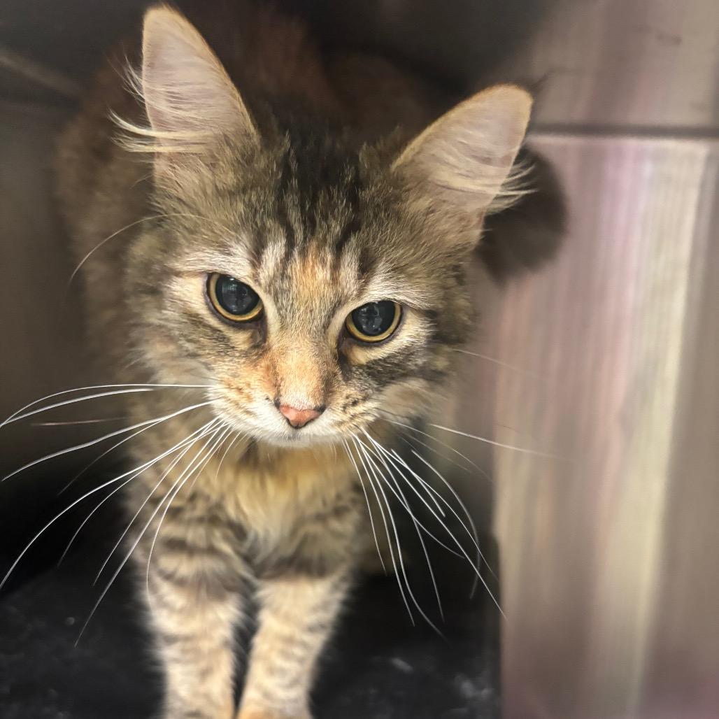Avery, Adoptable, Young Female Domestic Long Hair.