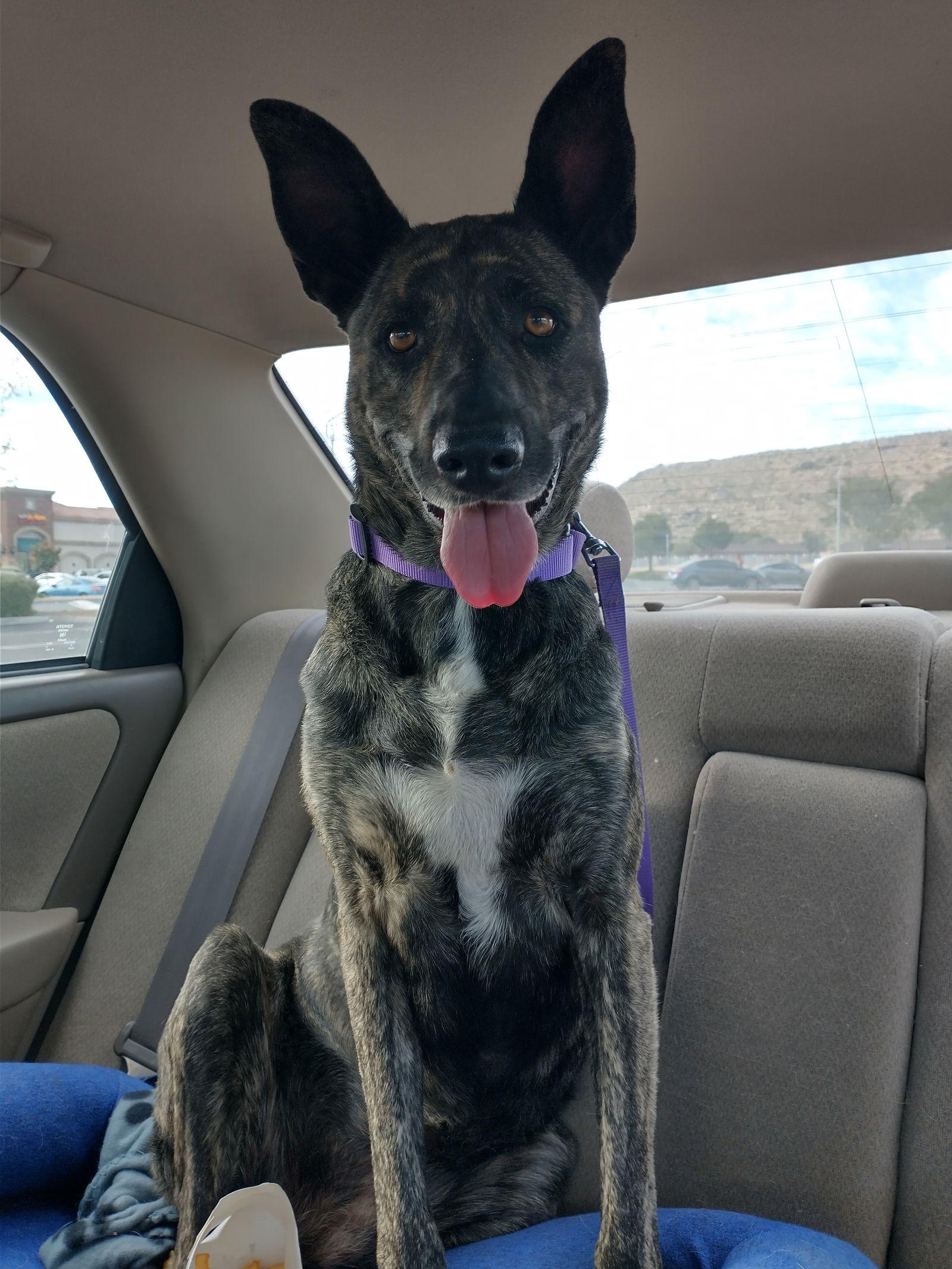 Cleo-Patra-**INCREDIBLE COMPANION!, Adoptable, Adult Female Dutch Shepherd.
