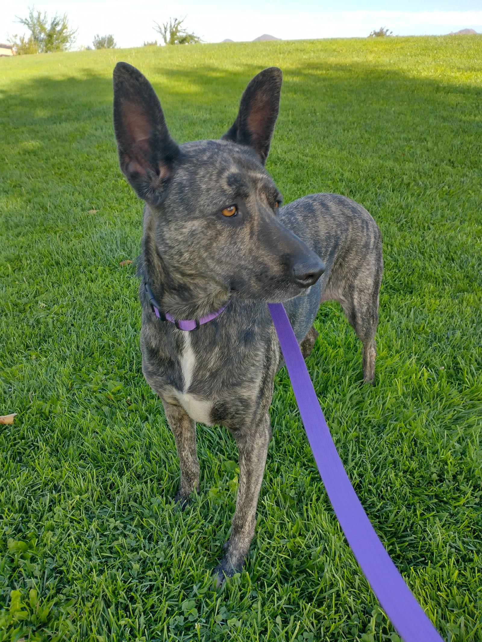 Cleo-Patra-**INCREDIBLE COMPANION!, a Adoptable Dutch Shepherd in Apple Valley, CA image 2/3