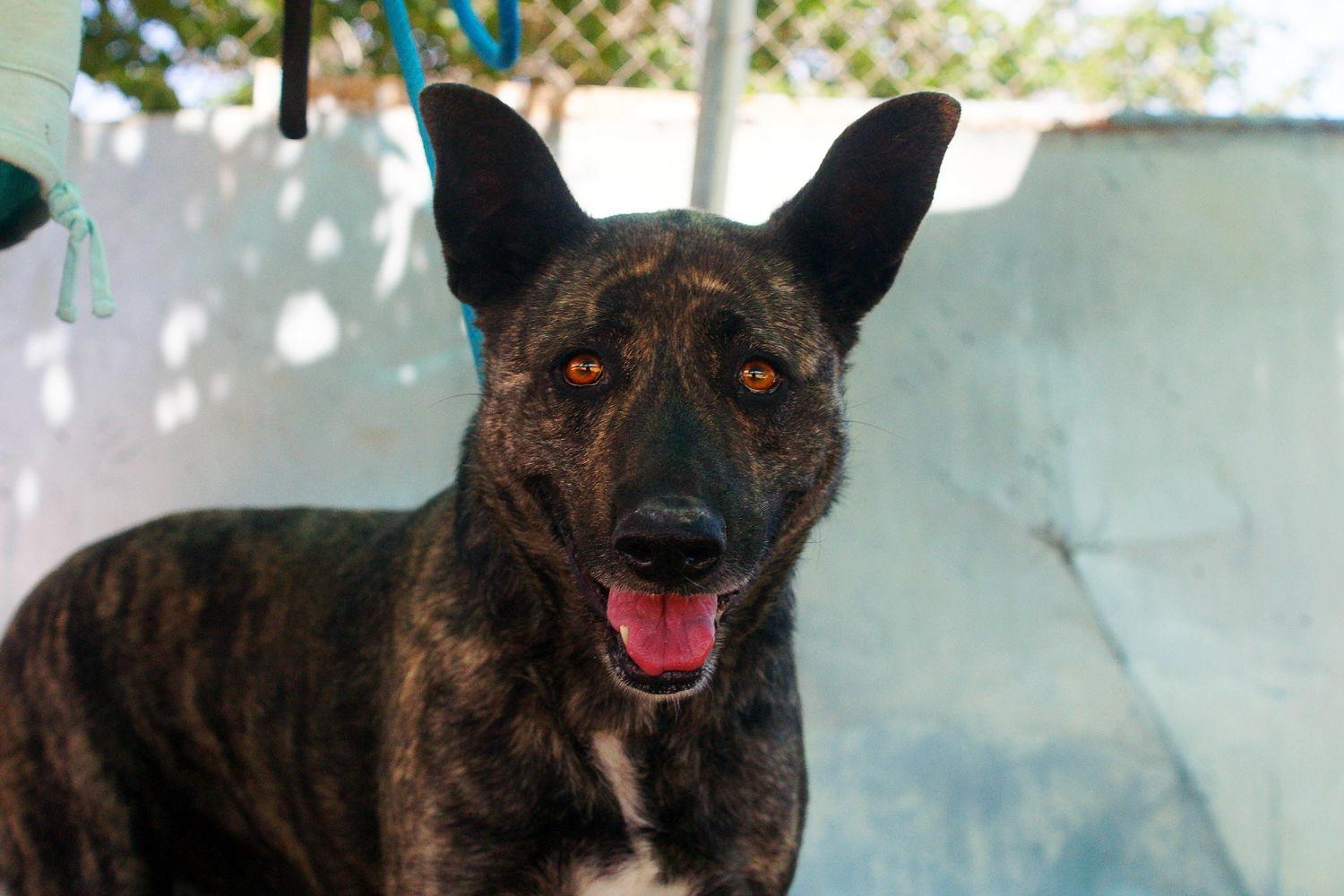 Cleo-Patra-got long term Foster!, Adoptable, Adult Female Dutch Shepherd.