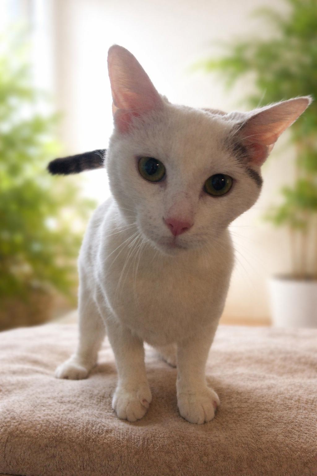 Enlarge Serenity , a ADOPTABLE Domestic Short Hair in Quincy, OH image 1/1