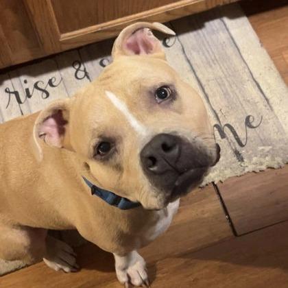 Enlarge Velma, a Adoptable Mixed Breed in DeKalb, IL image 1/3