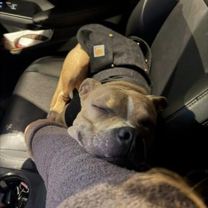 Enlarge Velma, a Adoptable Mixed Breed in DeKalb, IL image 2/3