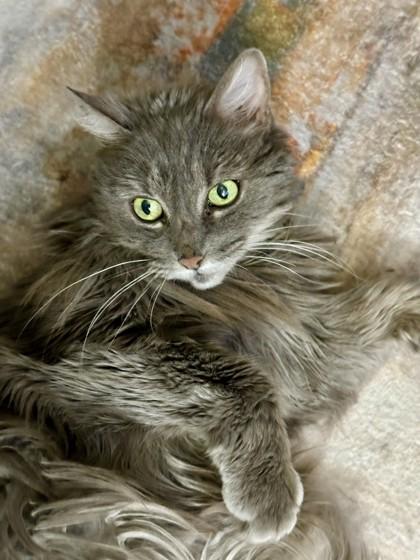 Enlarge Portia, a Adoptable mixed breed in Bellevue, WA image 1/3