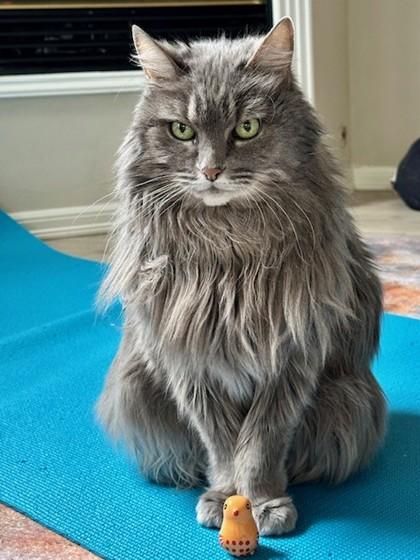 Portia, Adoptable, Senior Female Domestic Long Hair & Domestic Short Hair.