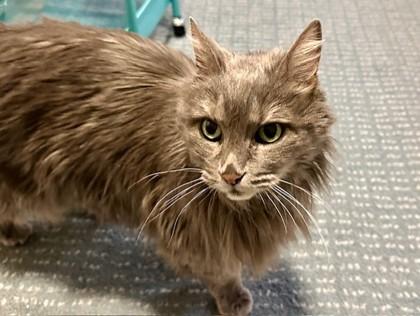 Portia — thumbnail 2