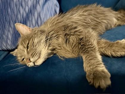 Enlarge Portia, a Adoptable mixed breed in Bellevue, WA image 3/3