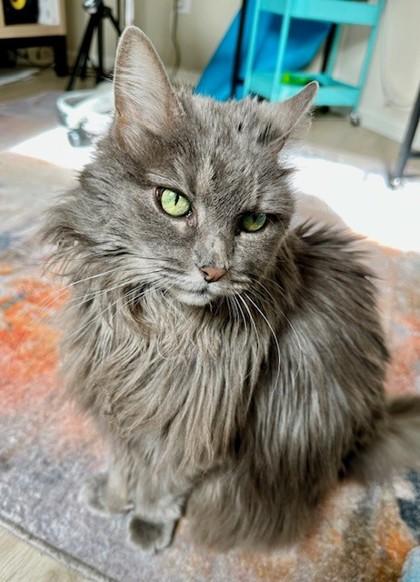 Enlarge Portia, a Adoptable mixed breed in Bellevue, WA image 3/3