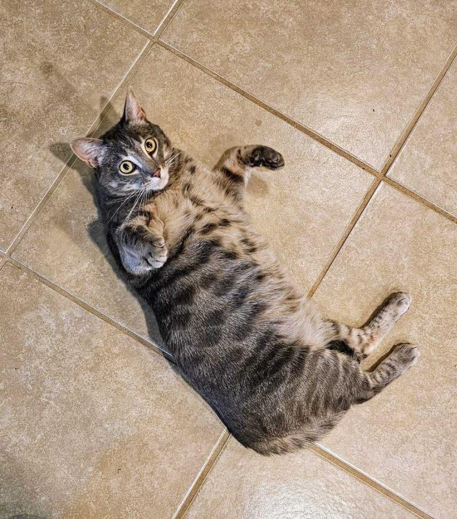 Ariya, Adoptable, Adult Female Tabby.