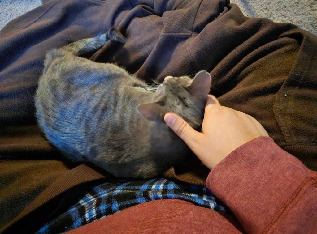 Enlarge Ariya, a Adoptable Tabby in San Antonio, TX image 2/3