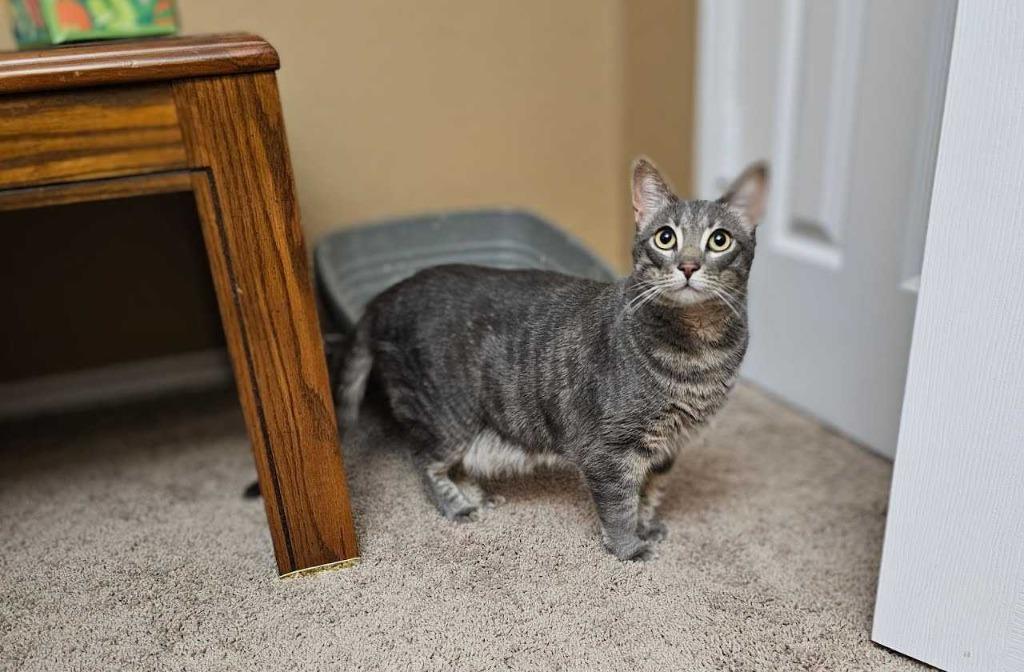 Enlarge Ariya, a Adoptable Tabby in San Antonio, TX image 3/3