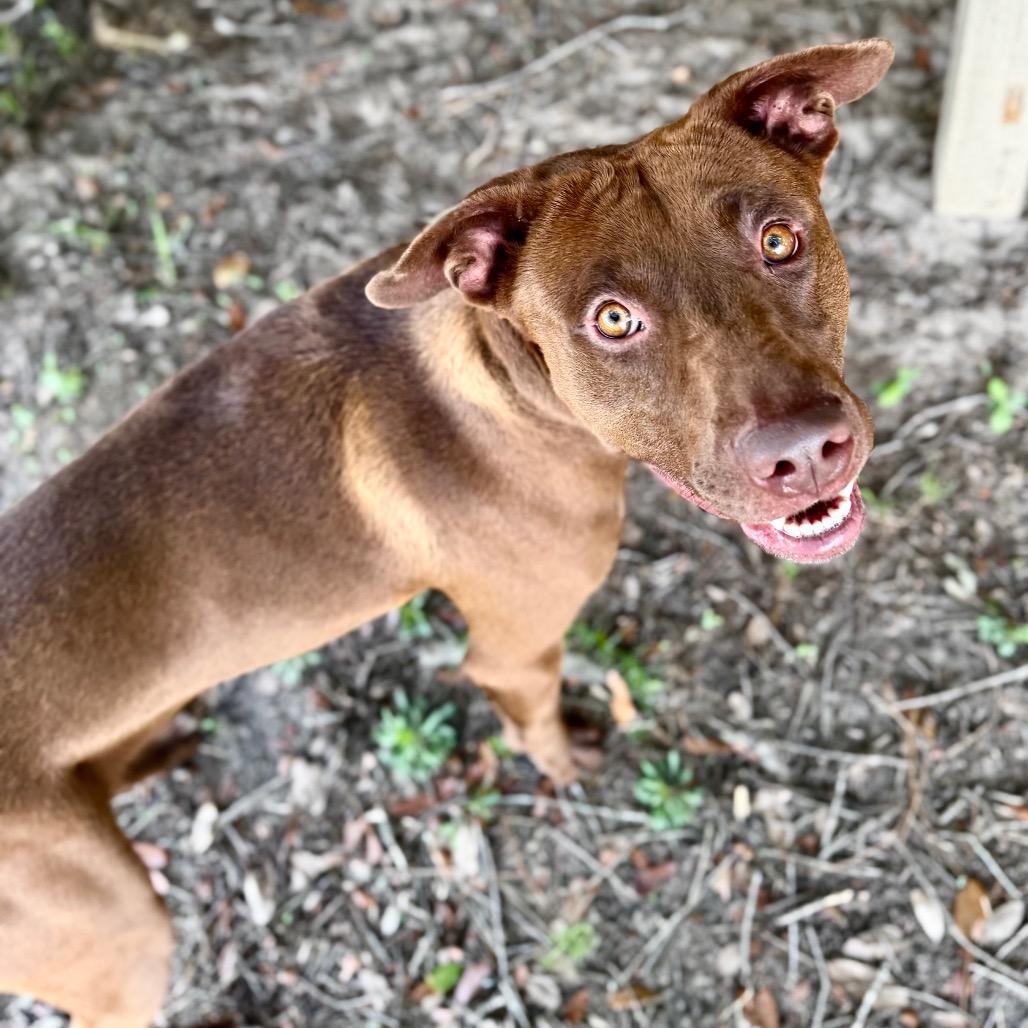 Enlarge Radiator, a Adoptable Mixed Breed in Milton, FL image 1/1