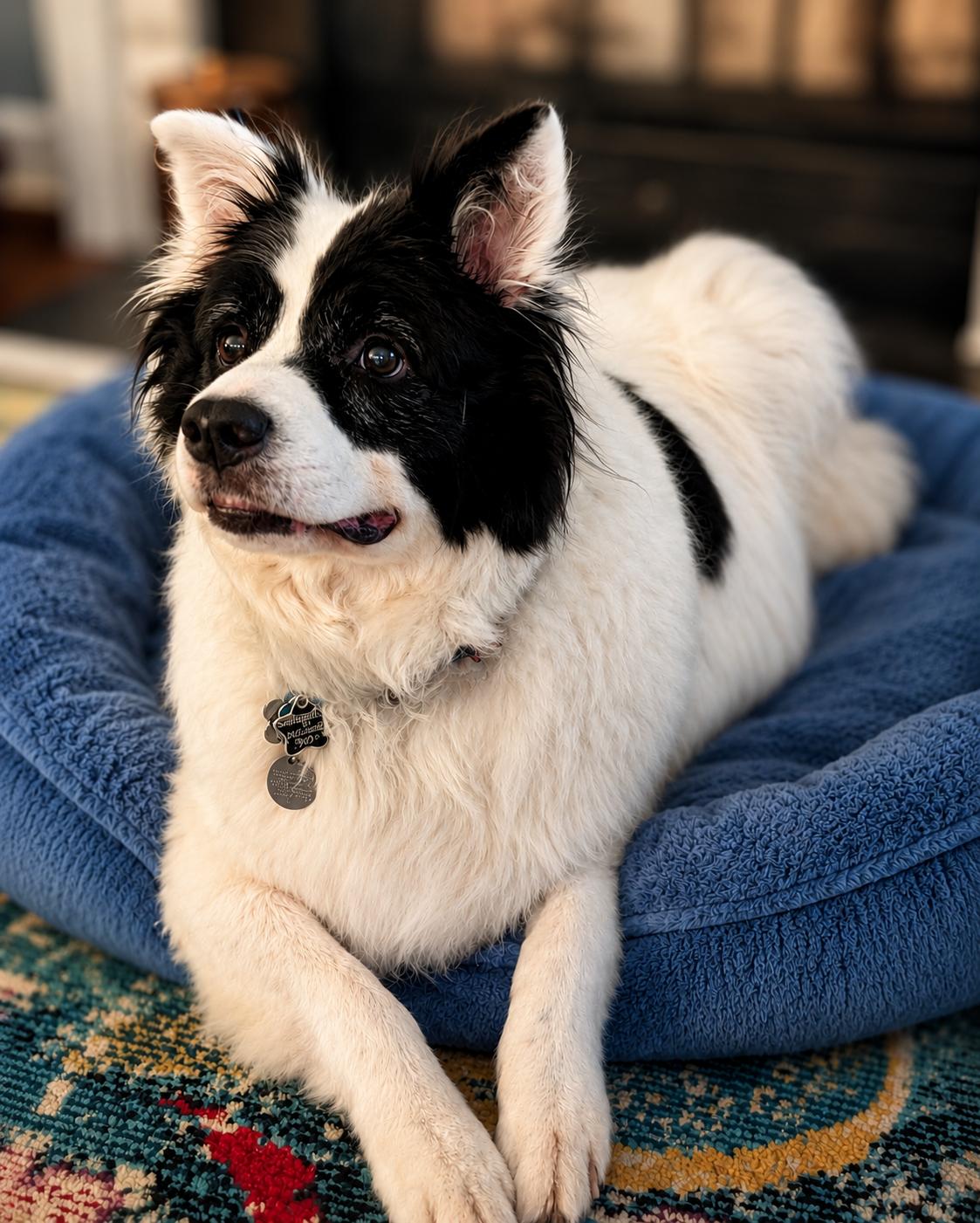 Enlarge MADDY, an adopted mixed breed in Raleigh, NC image 2/6