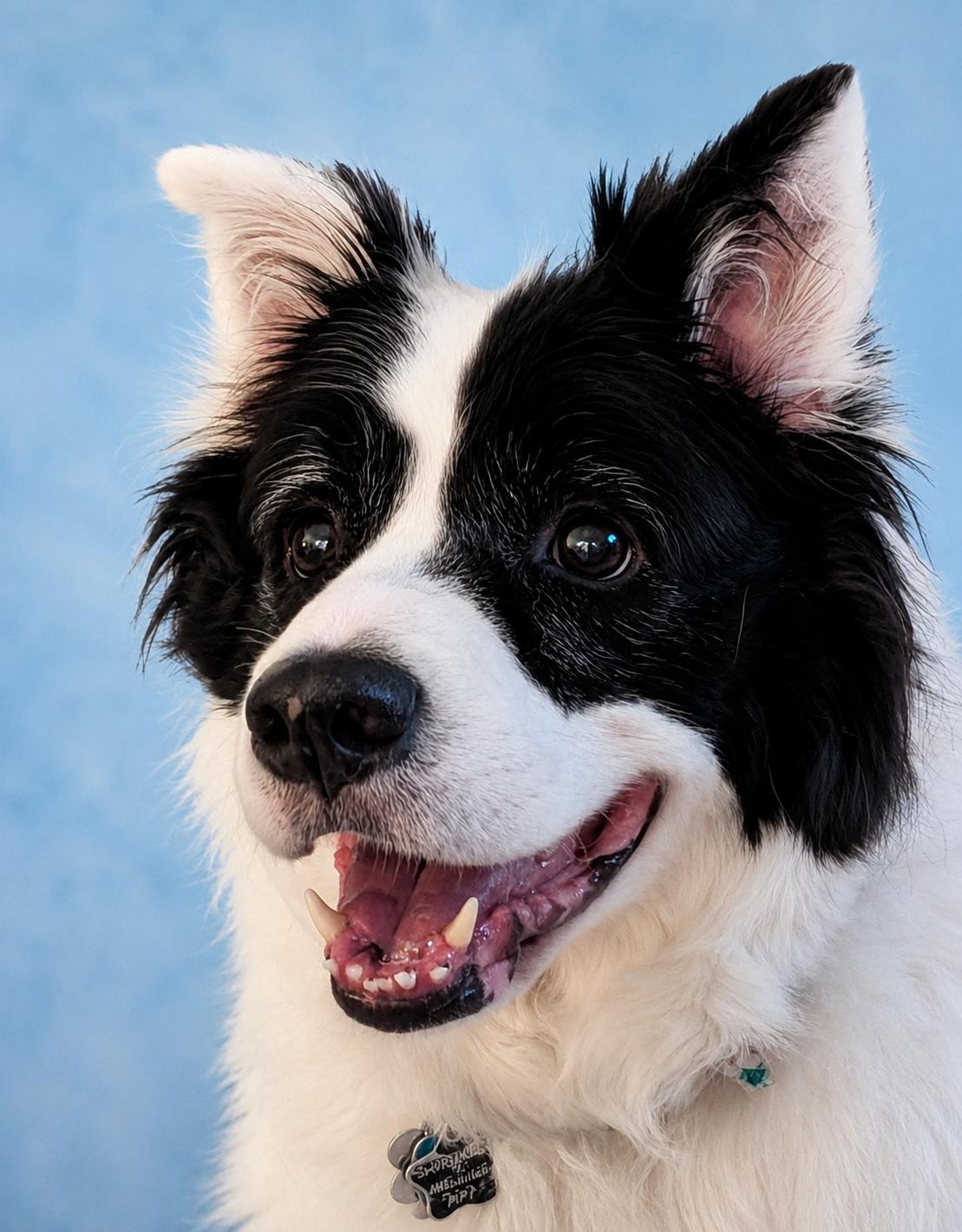 MADDY, adopted, Senior Female Border Collie.