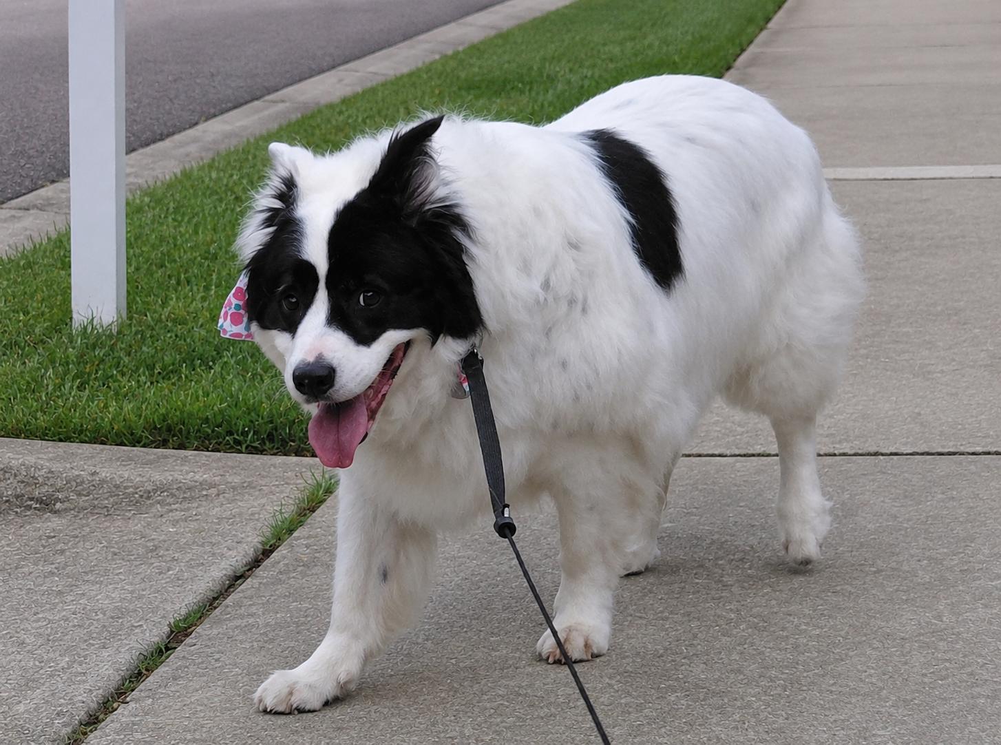 Enlarge MADDY, an adopted mixed breed in Raleigh, NC image 5/6