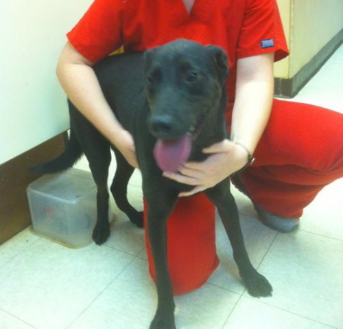 Drake aka Little man, a Adoptable mixed breed in Baton Rouge, LA image 3/6