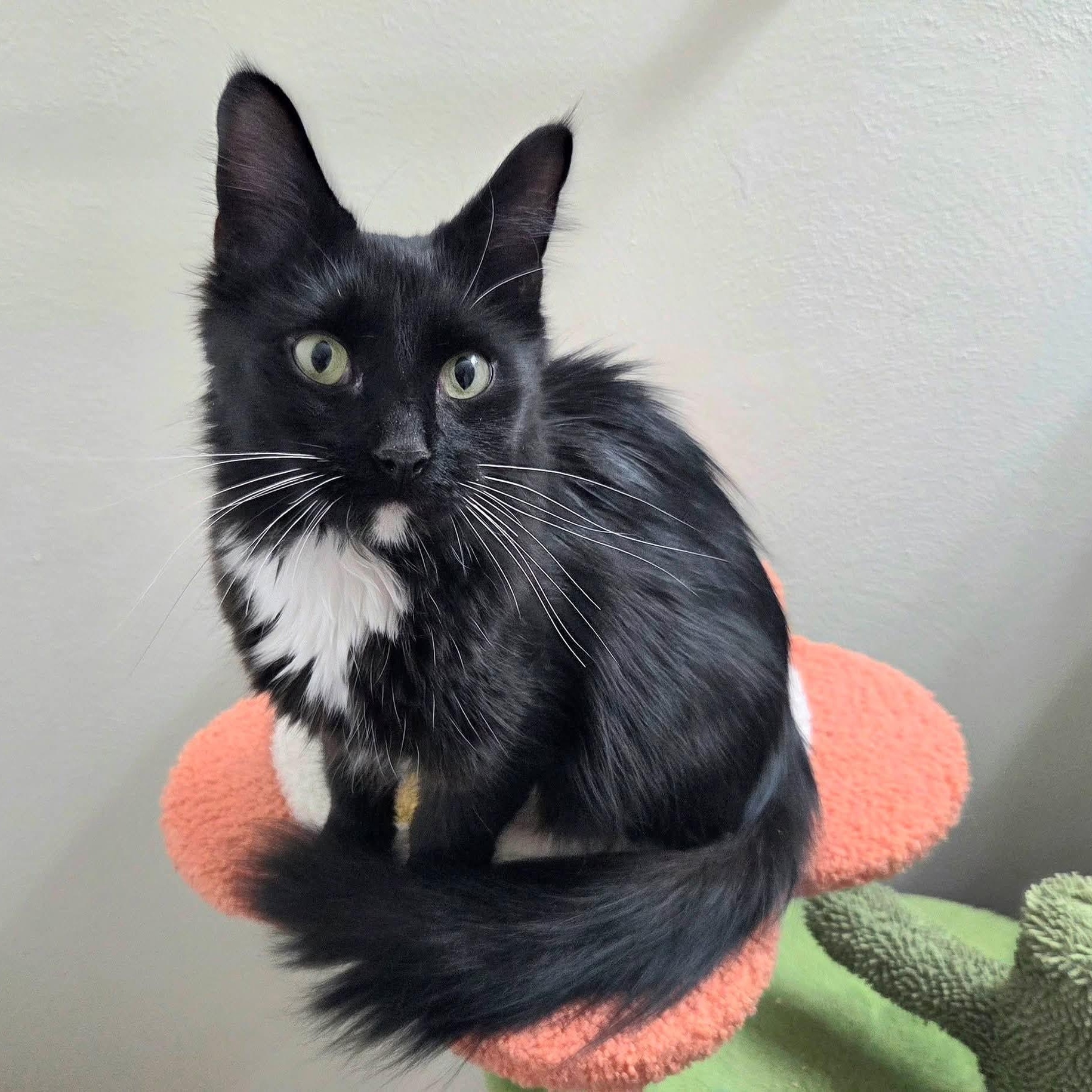 Lotus, a Adoptable mixed breed in High Ridge, MO image 2/3