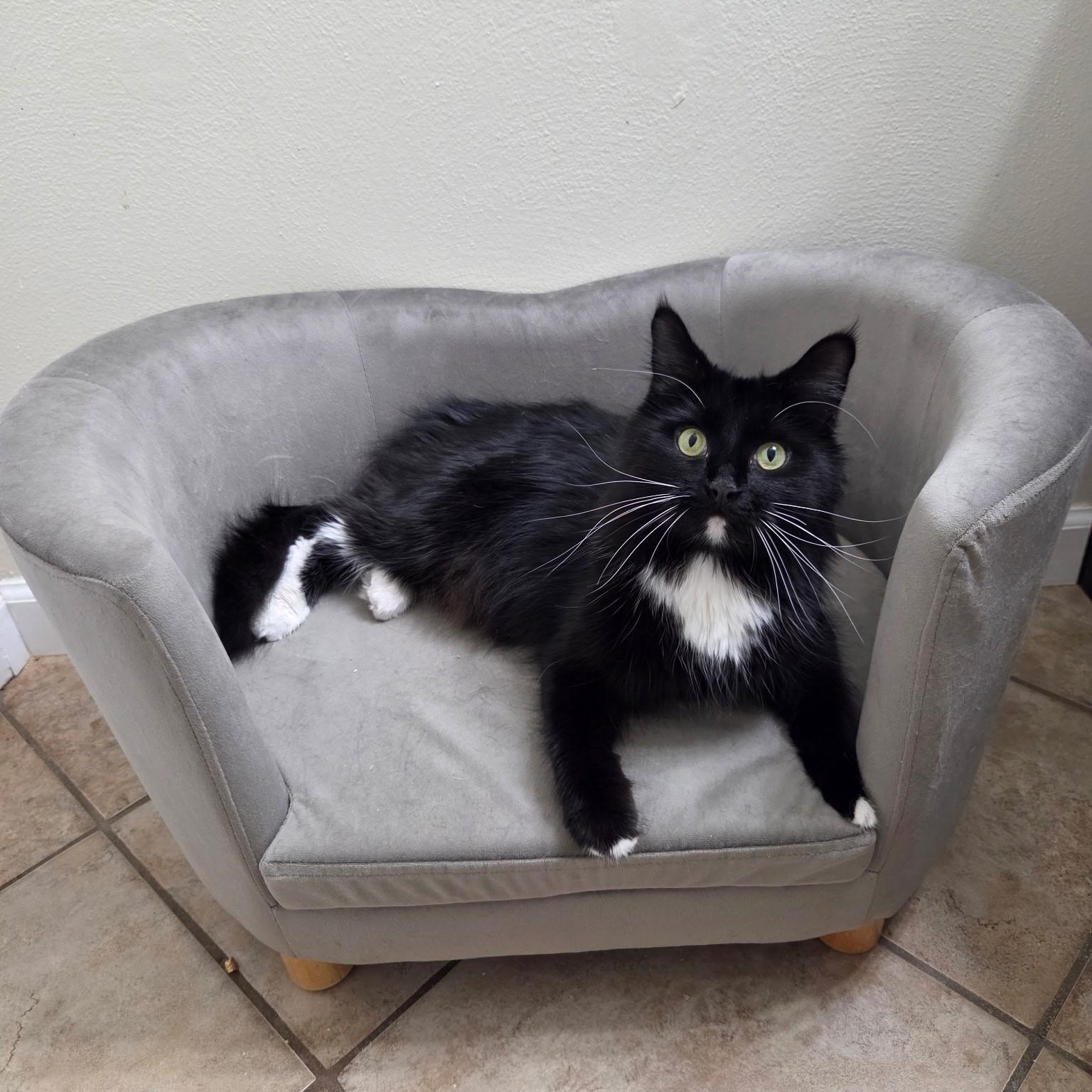 Lotus, Adoptable, Young Female Tuxedo & Domestic Long Hair.