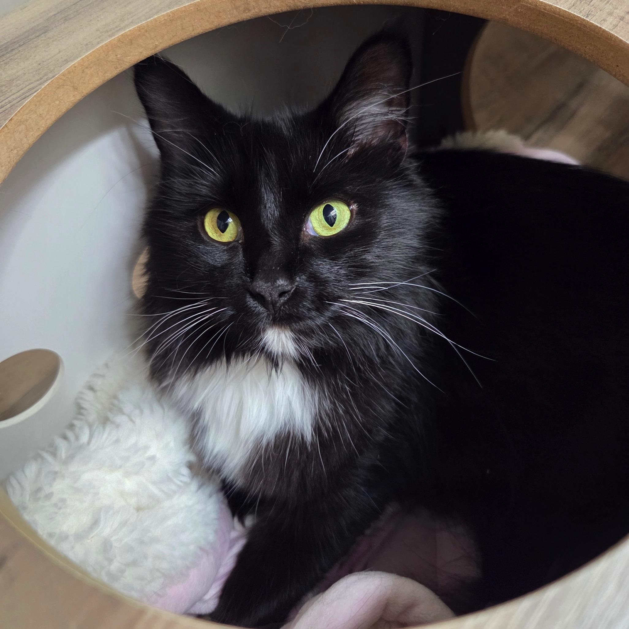 Lotus, a Adoptable mixed breed in High Ridge, MO image 3/3