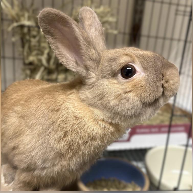 Steven, Adoptable, Young Male Bunny Rabbit.