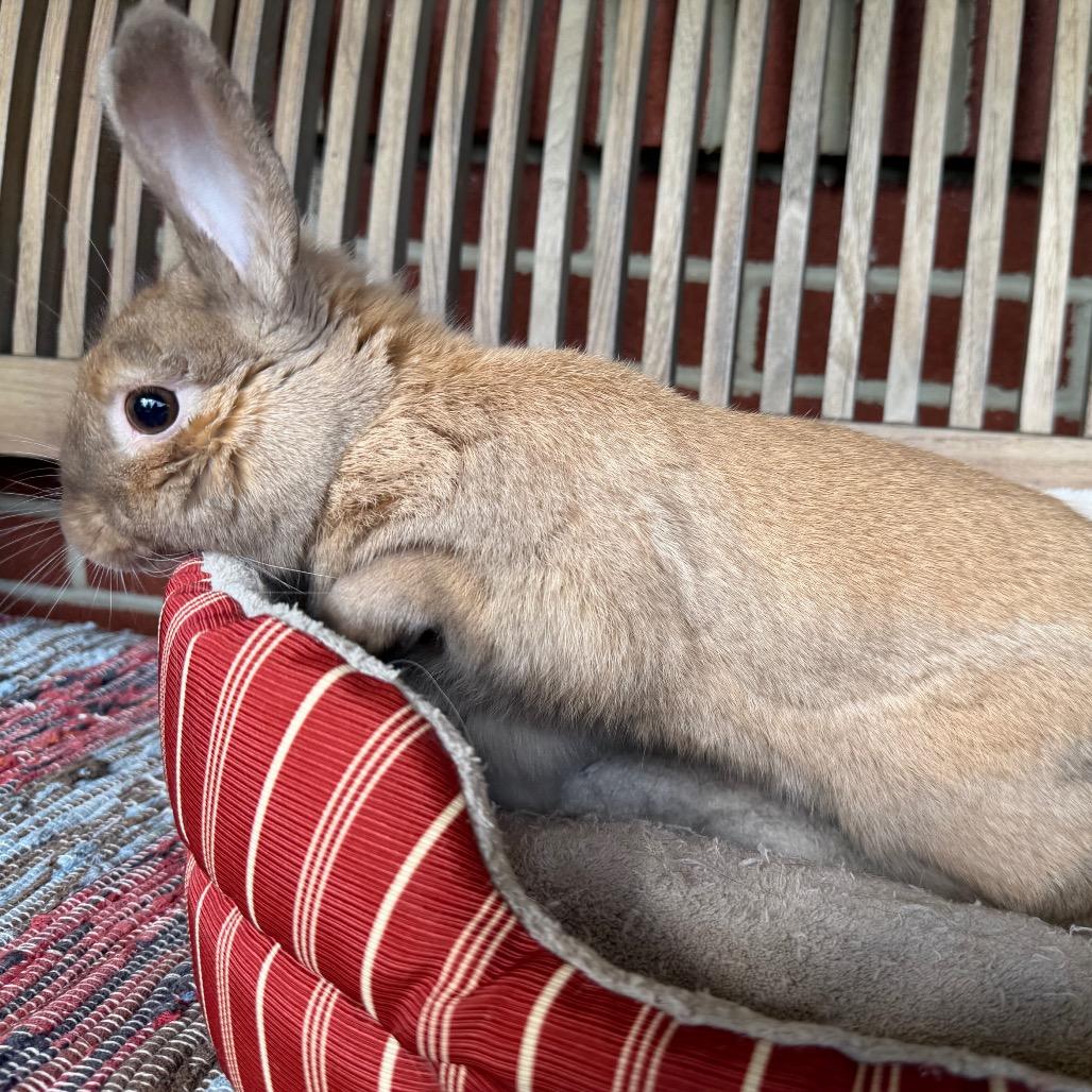 Enlarge Steven, a Adoptable Bunny Rabbit in Baltimore, MD image 2/6